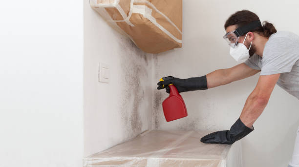 Professional Black Mold Removal technician working in Roslyn Heights, NY