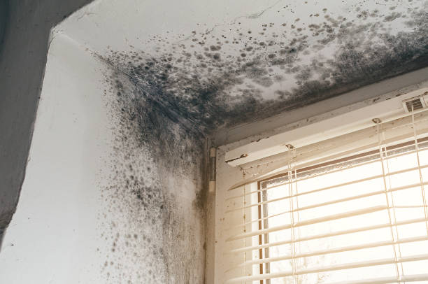 Affordable Black Mold Removal solutions in Roslyn Heights, NY